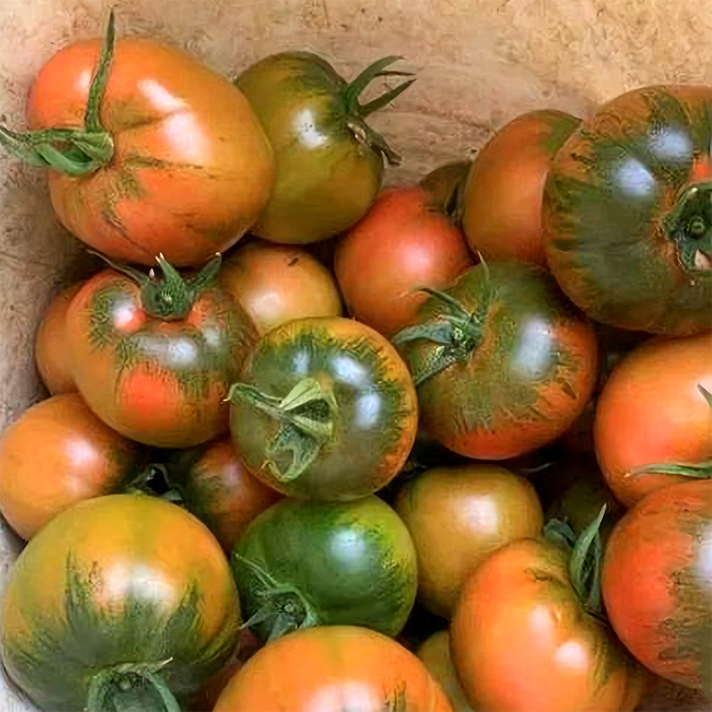 Flavor Explosion: 5 Bags (100 Seeds / Bag) of 'Strawberry Fruit' Tomatoes