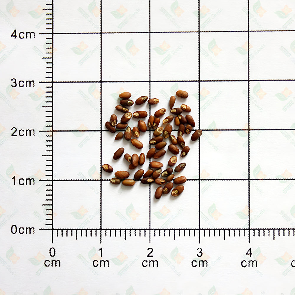 Aromatic Haven: Rosemary Seeds for Fragrant Gardens
