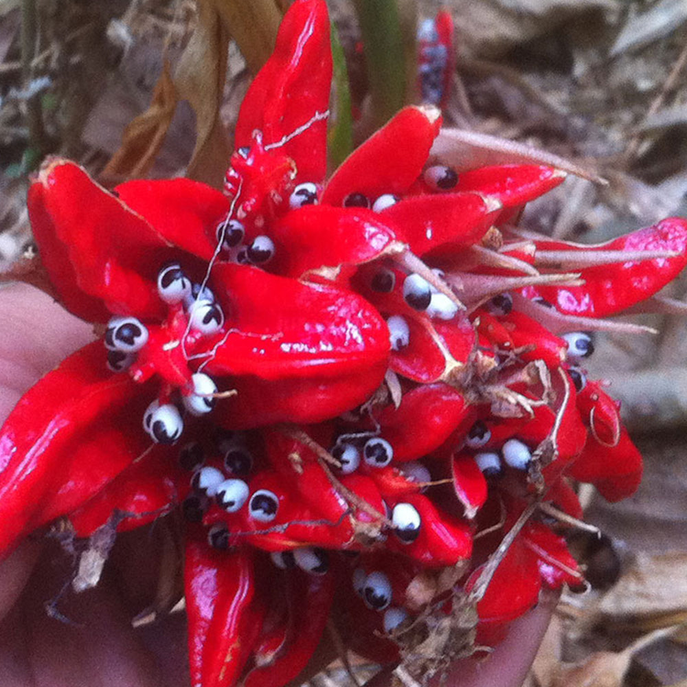 Bellfarm® Myoga Ginger Seeds
