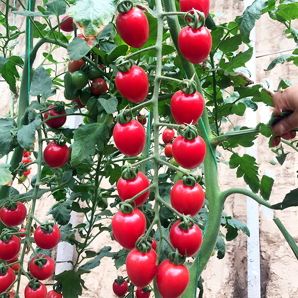Cascade Beauty: 5 Bags (100 Seeds / Bag) of 'Waterfall' Tomatoes