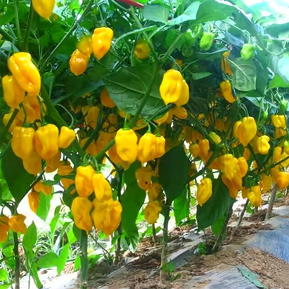 Hybrid F1 Yellow Devil Pepper & Chilli Seeds