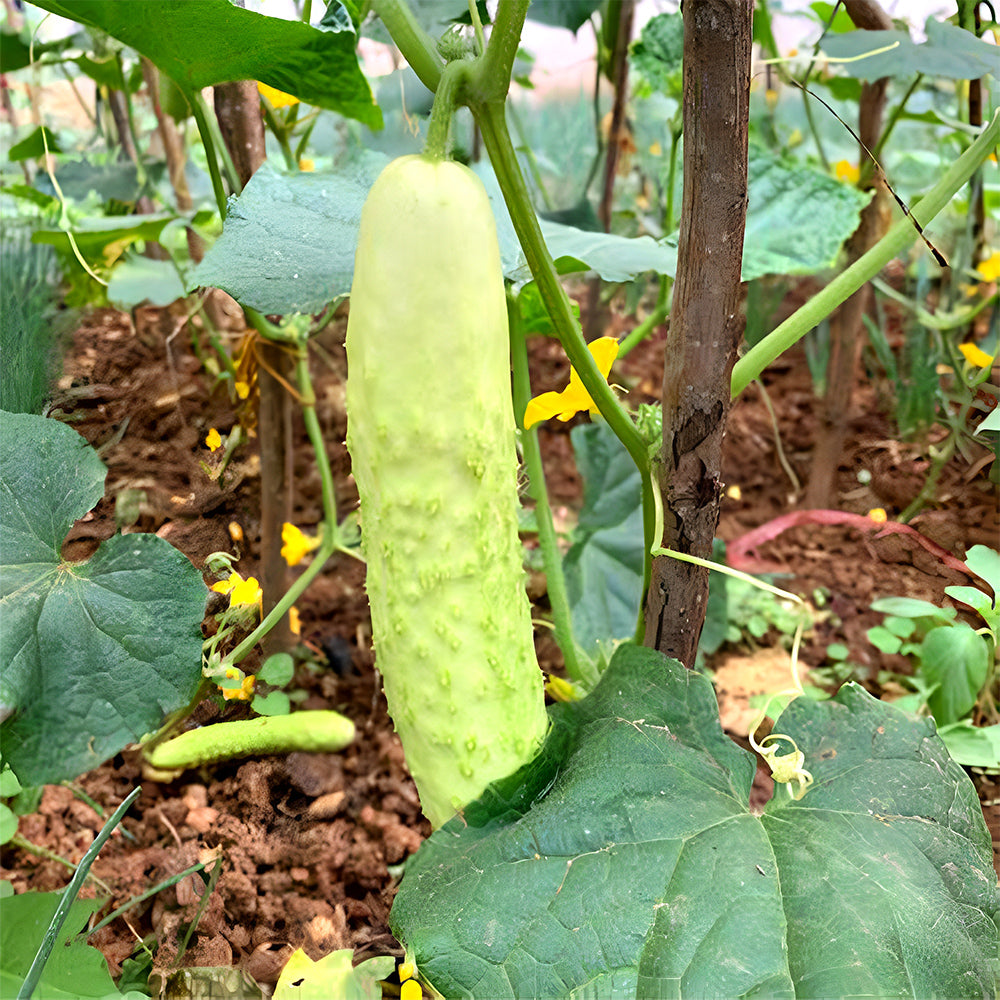 5 Bags (40 Seeds/Bag) of White Cucumber Seeds with Thorns