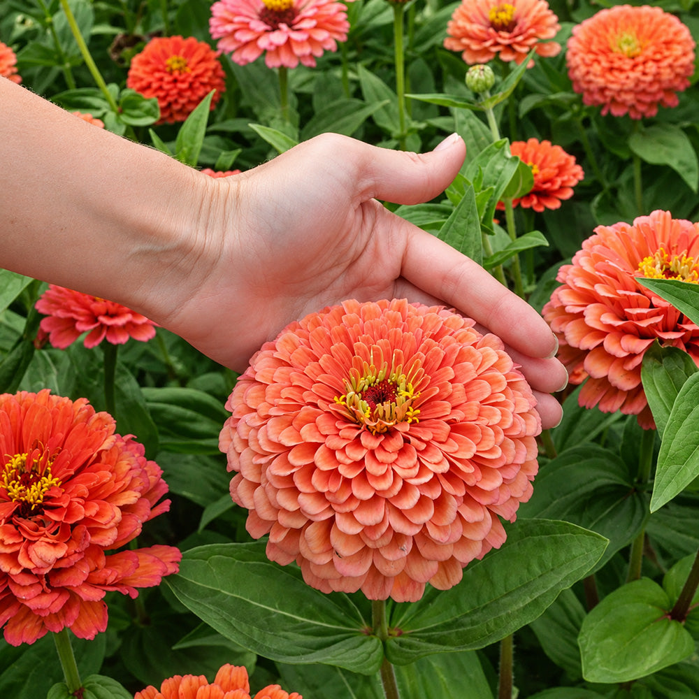 W1346 Large-Flowered Salmon Zinnia