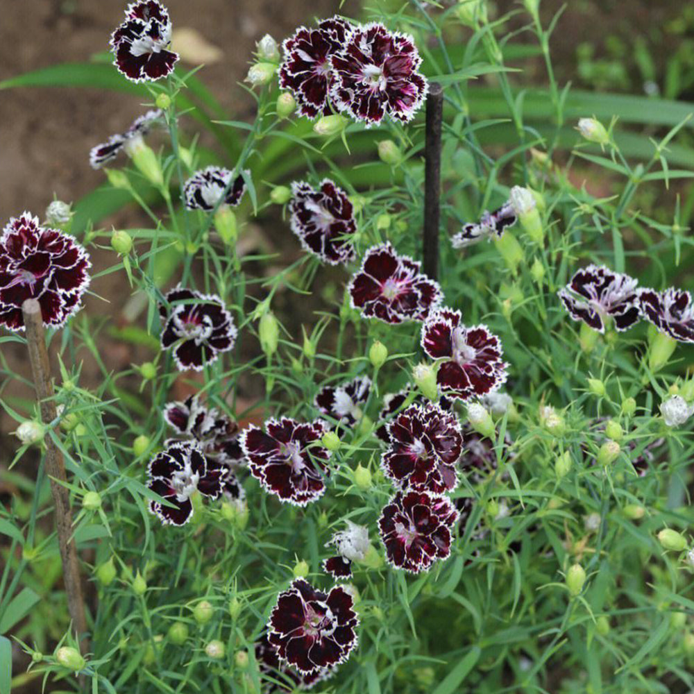 20 Seeds of Carnation 'Black and White Minstrel' Flowers, Dianthus Chinensis Heddewigii