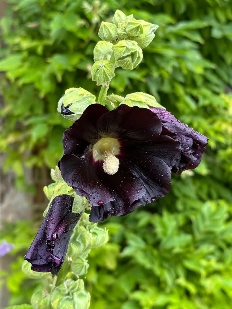 Single Midnight Black Hollyhock