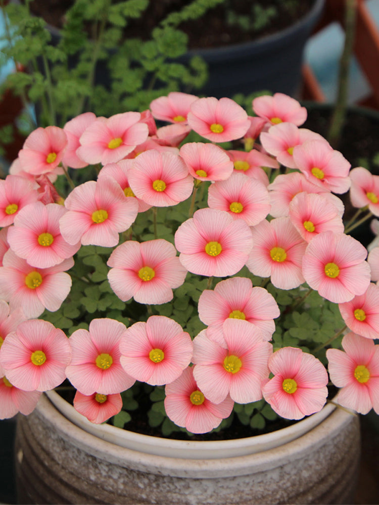 Oxalis obtusa Series Bulb - 'White Mannikin'