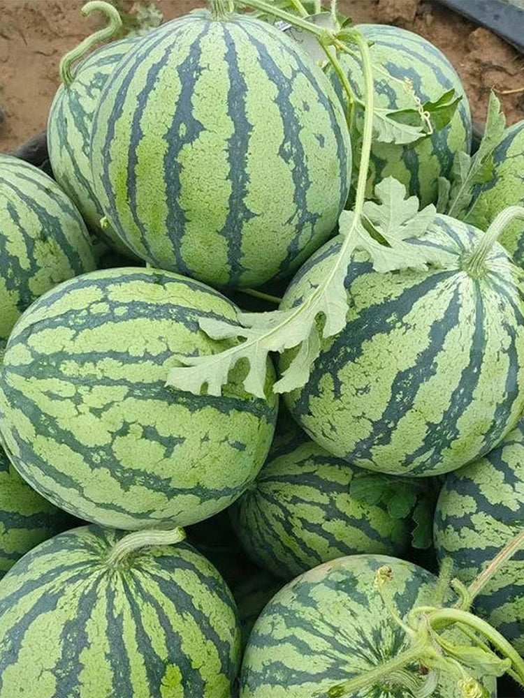 Rock Sugar Kirin No.1 Watermelon