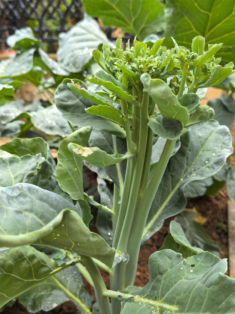 Qinghuatai No.1 Broccolini