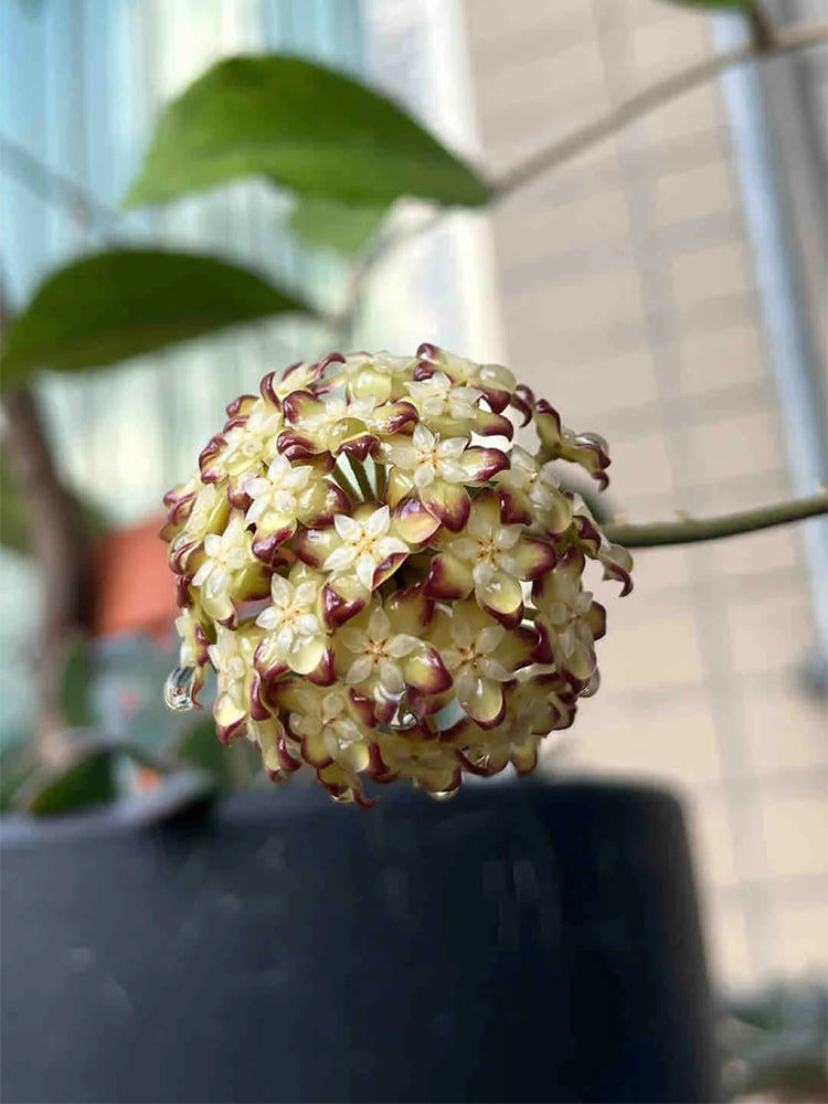 Hoya finlaysonii 'Nova'