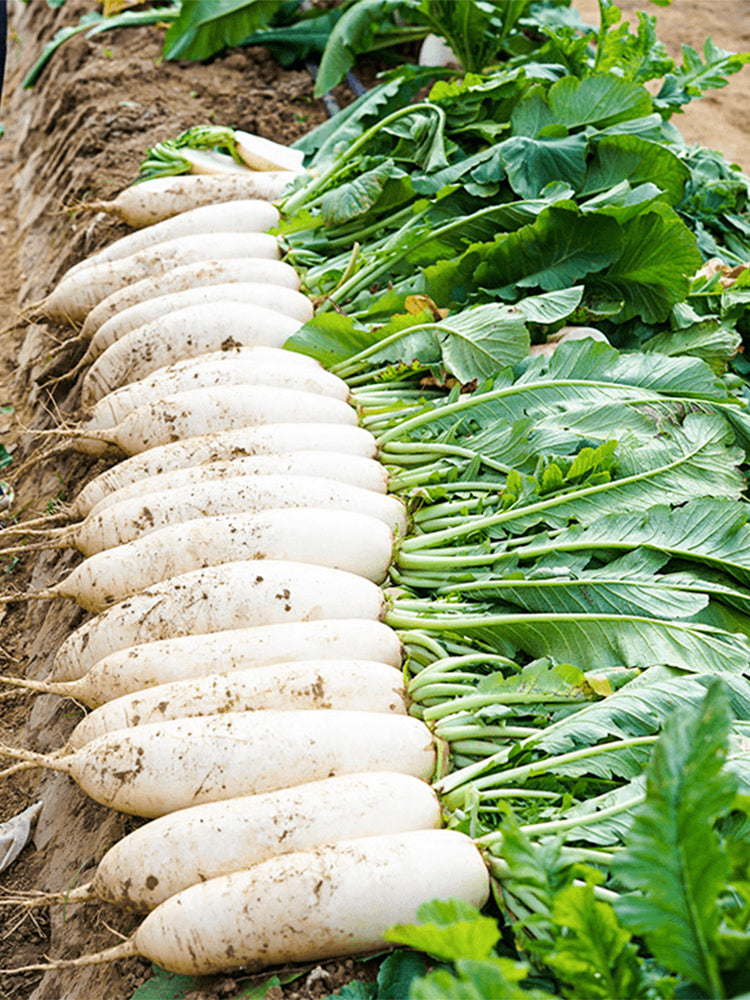 'Hanyuchun' White Radish