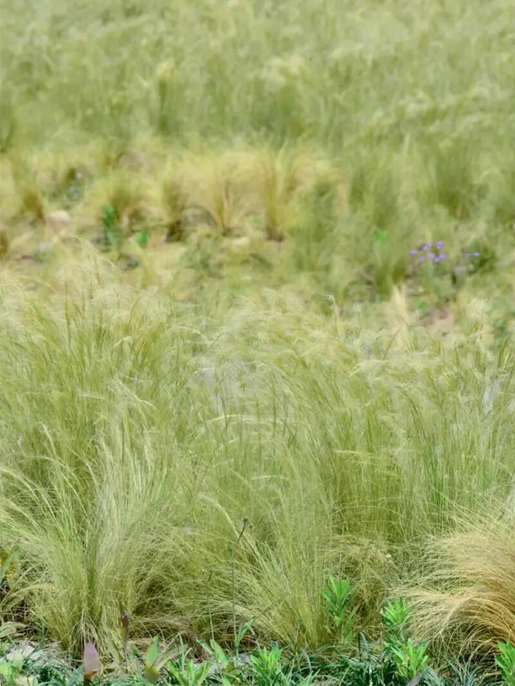 Cloud Grass (Agrostis nebulosa)