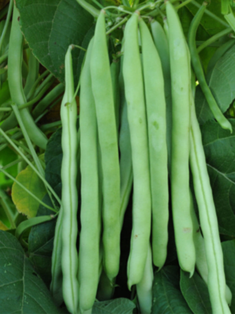 Red-flowered Snap Beans