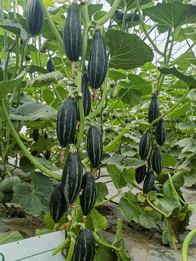 Sweet Lucky Star Pumpkin