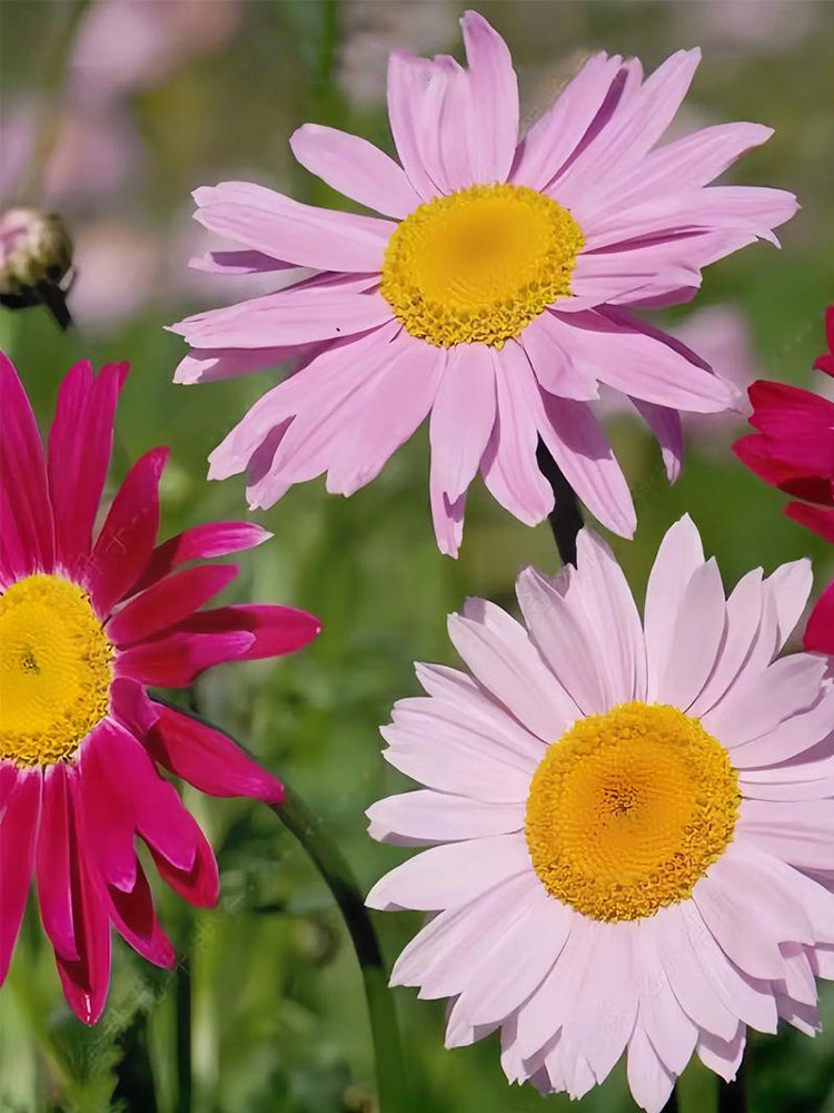 Painted Daisy (Tanacetum coccineum)