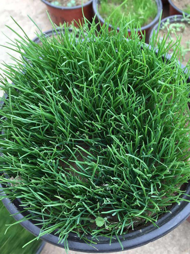 Kentucky Bluegrass