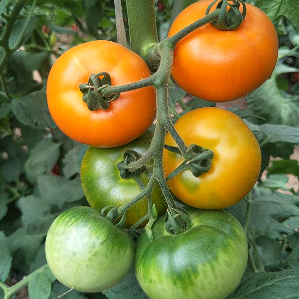 Harvest Gold: 5 Bags (200 Seeds / Bag) of 'Imperial Concubine' Yellow Tomatoes