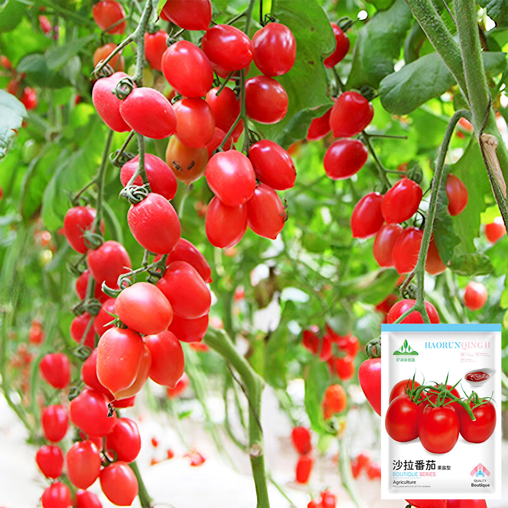 Jam Selection: 5 Bags (200 Seeds / Bag) of Top-Performing Salad Tomatoes
