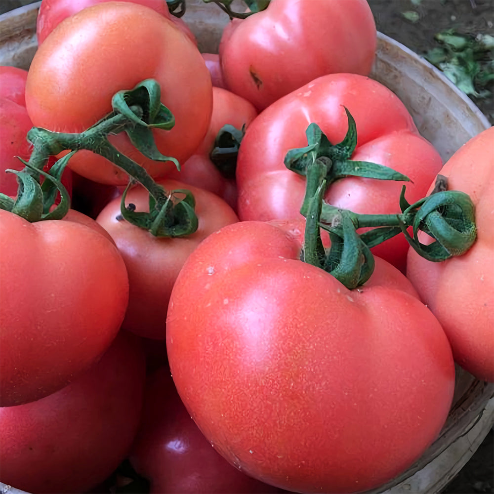 Elegance in Pink: 5 Bags (200 Seeds / Bag) of 'Fluffy Pink 802' Tomatoes