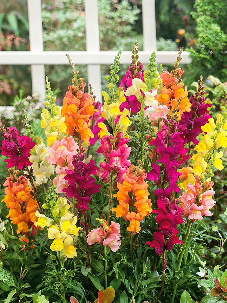 Dwarf Snapdragon, Mixed