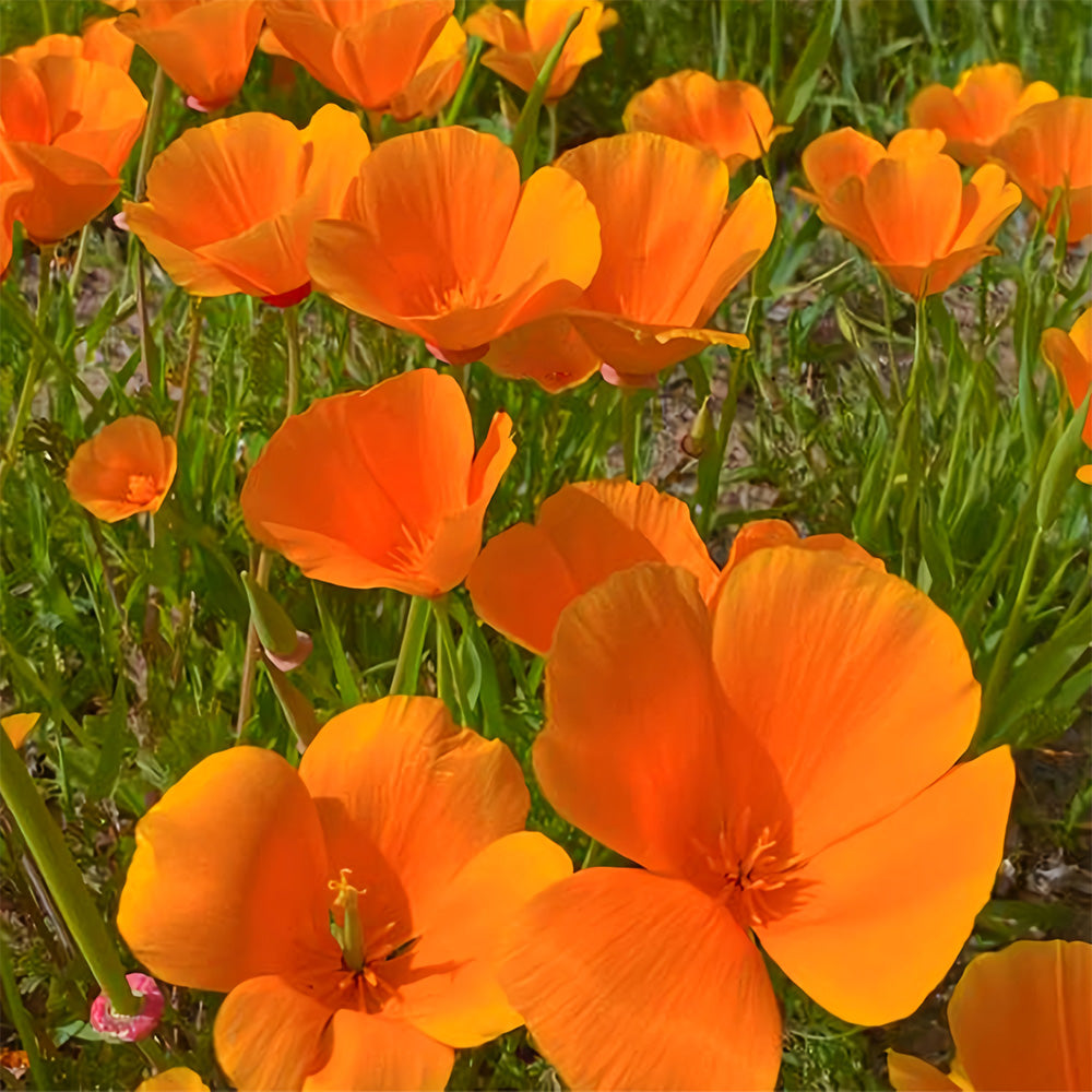 Bellfarm® Eschscholzia californica Seeds