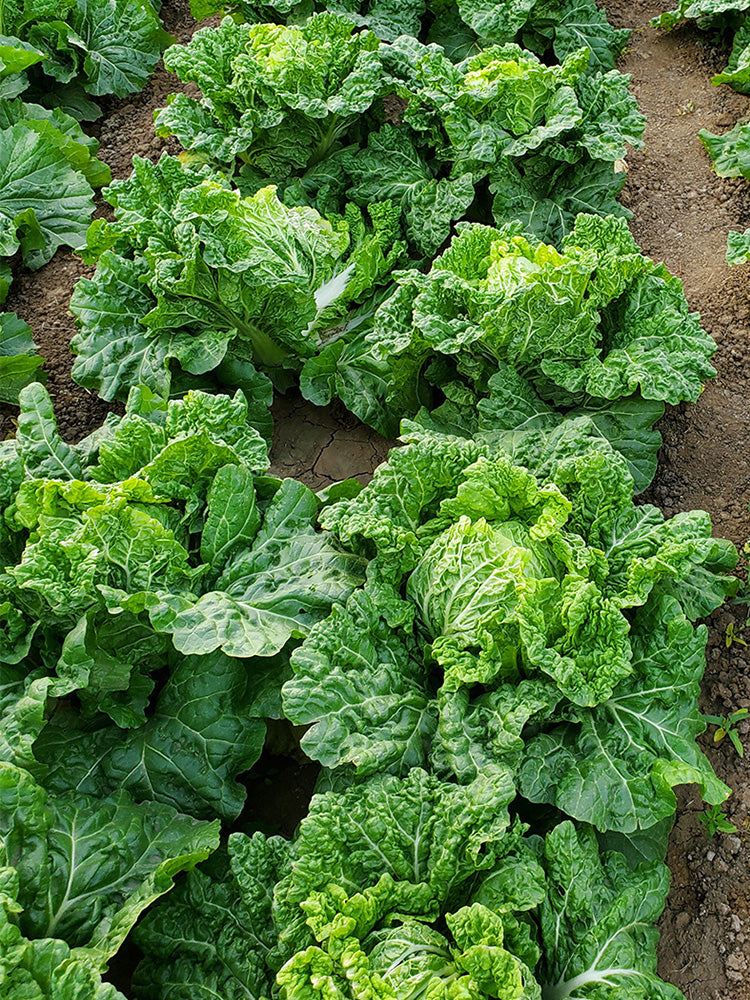 Maye Hot Pot Chinese Cabbage, Nutritious and Delicious