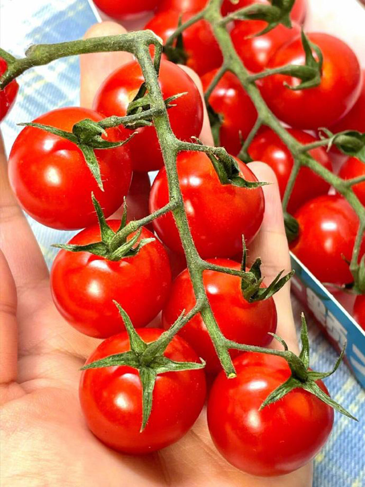 Minusinsk Red Cherry Tomato
