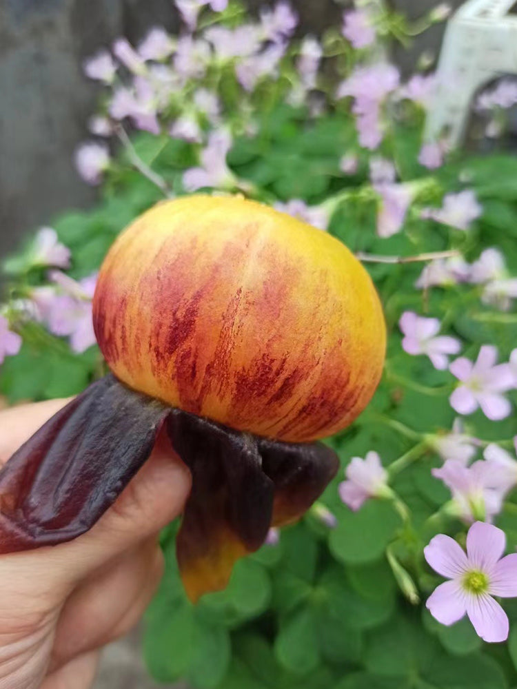 'Chupa Chups' Tomato
