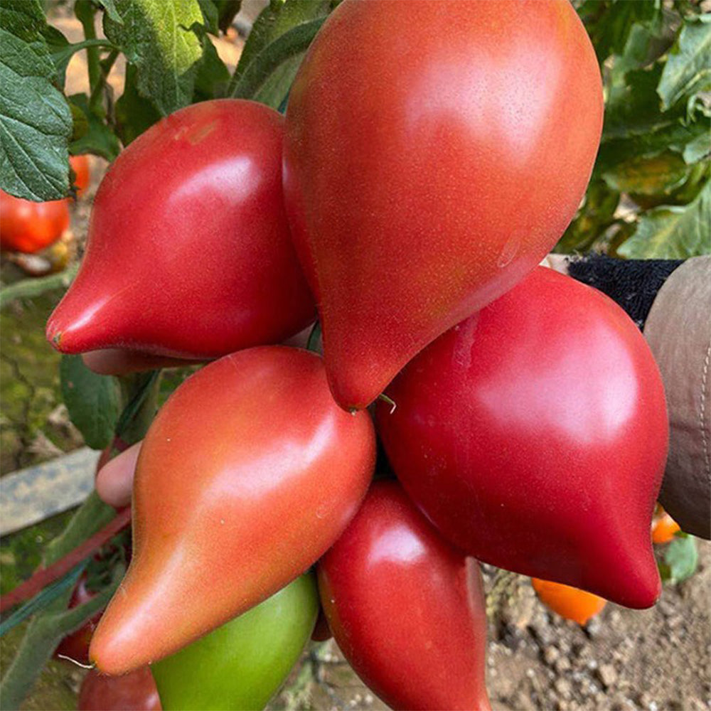 'Mango Honey' Marvel: 5 Bags of Red Banana Tomato Seeds