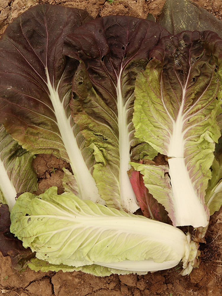 Purple-leaf Quick-growing Bok Choy