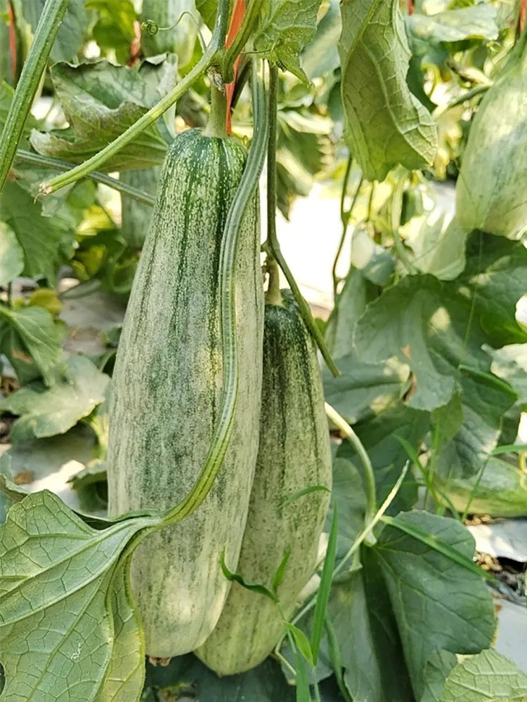 Horn Honey Melon