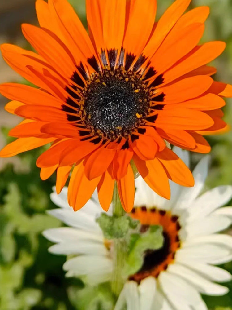 Double Cape Daisy Mixed Colors