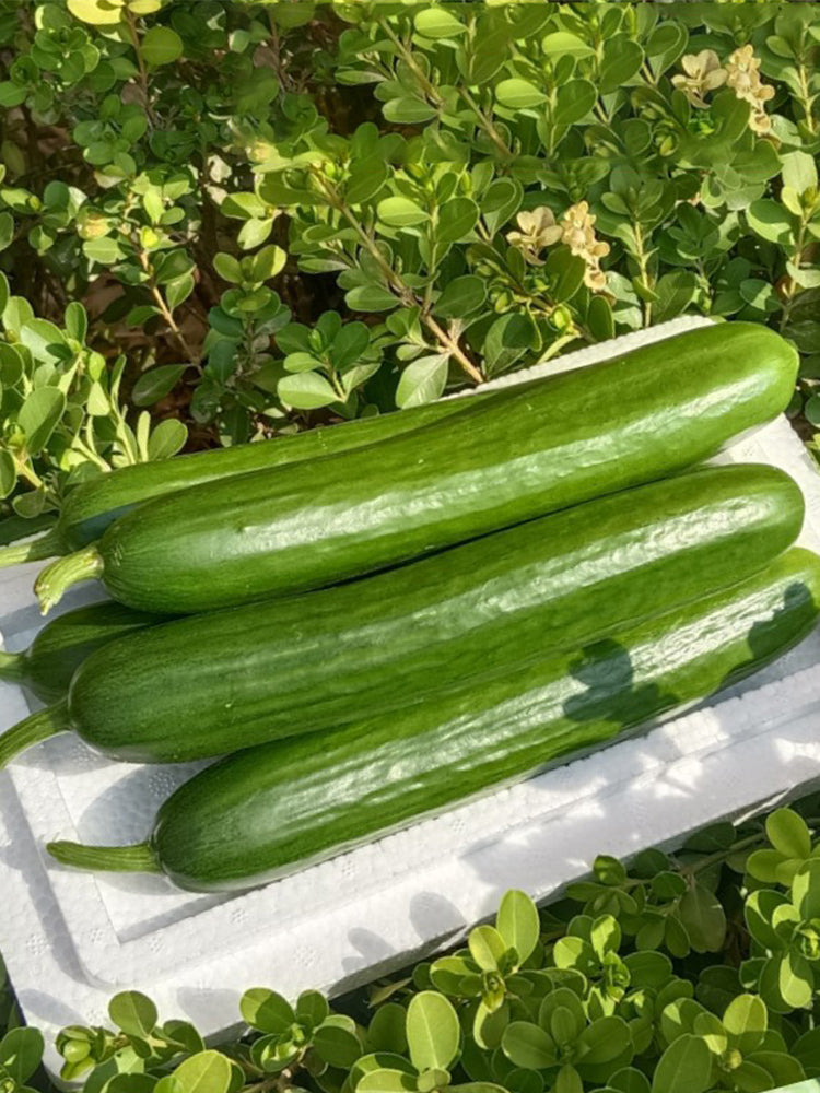 Spineless Mini Cucumbers