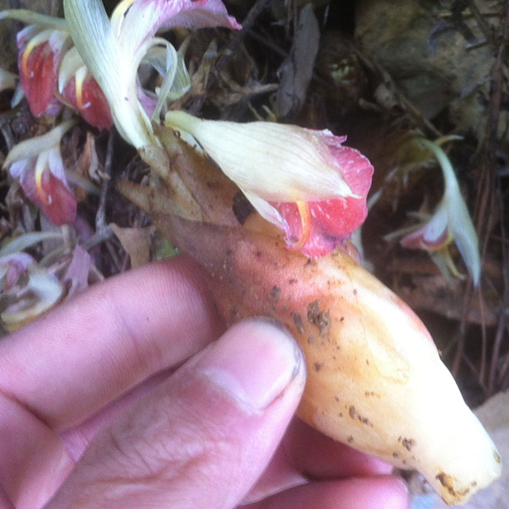 Bellfarm® Myoga Ginger Seeds