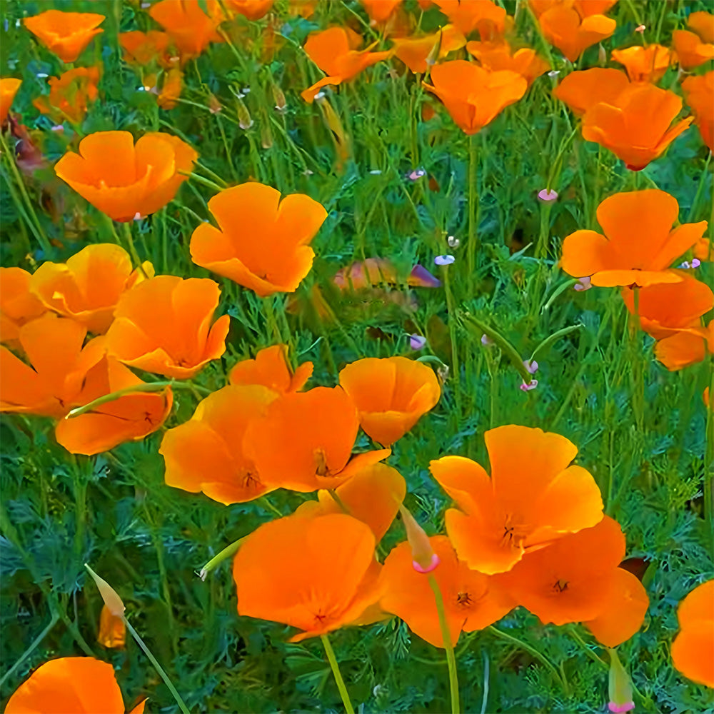Bellfarm® Eschscholzia californica Seeds