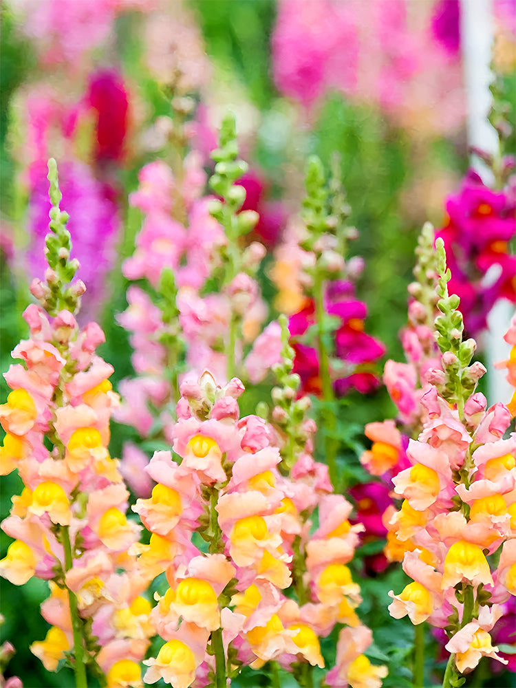 Dwarf Snapdragon, Mixed