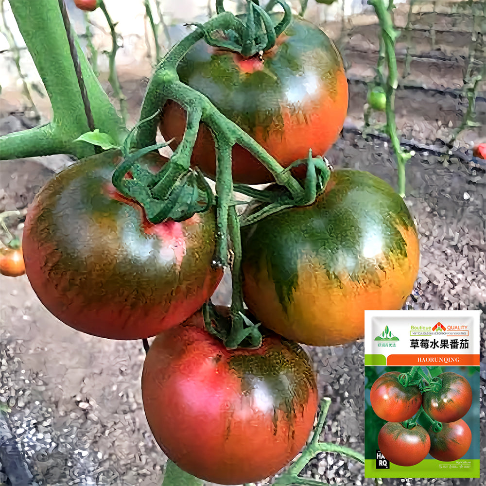 Flavor Explosion: 5 Bags (100 Seeds / Bag) of 'Strawberry Fruit' Tomatoes