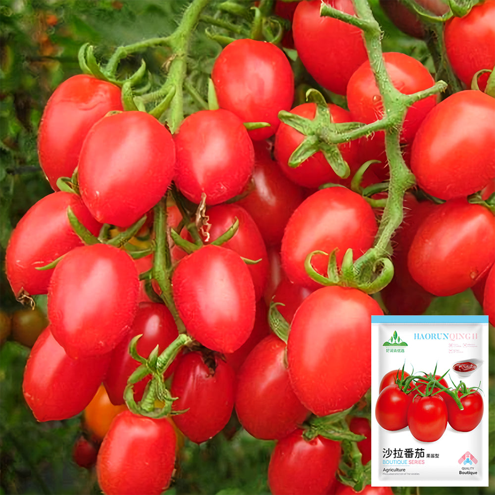 Jam Selection: 5 Bags (200 Seeds / Bag) of Top-Performing Salad Tomatoes