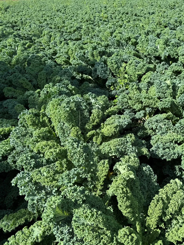 Curly Kale