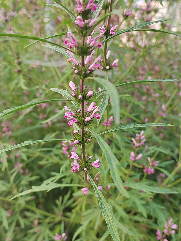 Chinese Motherwort