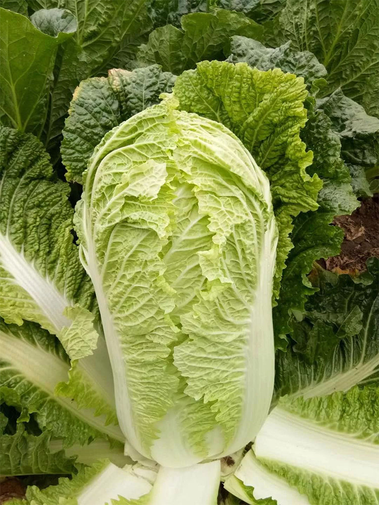 Gaokang 78 Chinese Cabbage