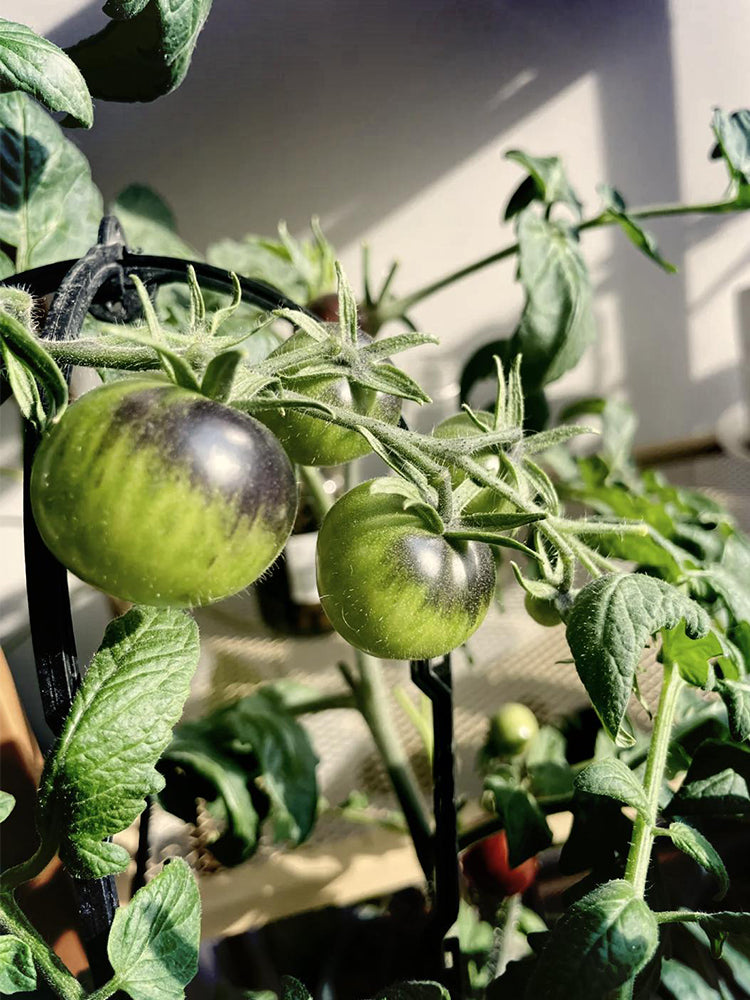 Black Knight Tomatoes