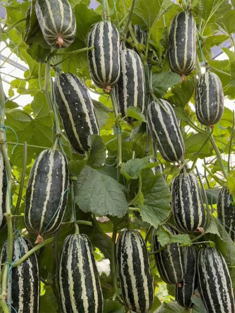 Feitian No.9 Hybrid Sweet Melons