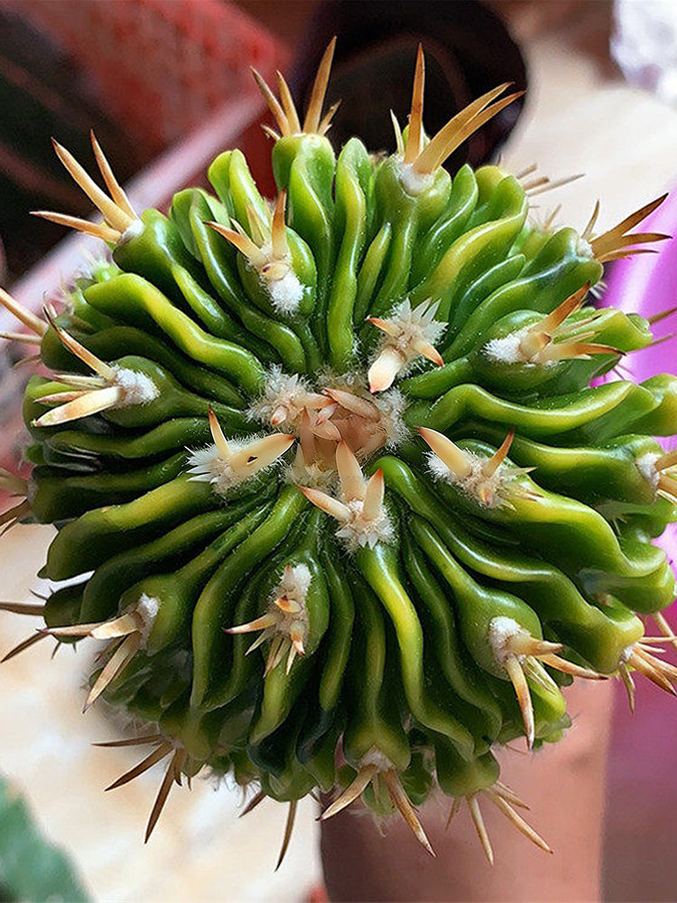 Echinofossulocactus multicostatus f. variegata