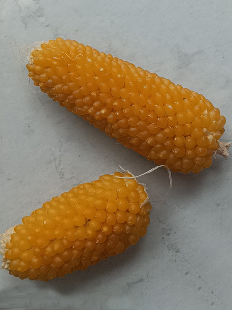 Mini 'Strawberry' Yellow Corn