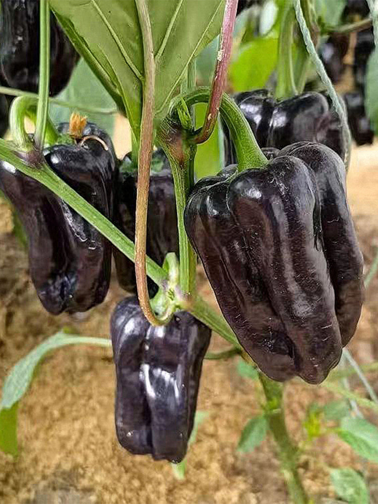 Purple Jiangsu Pepper