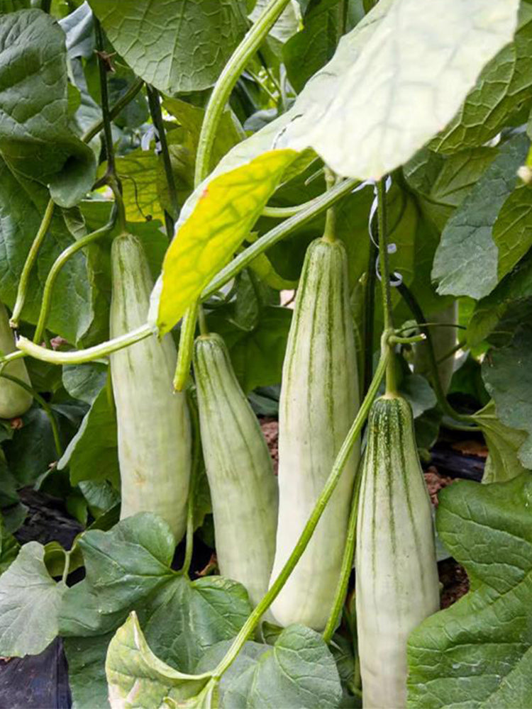 Goat Horn Crispy Melon