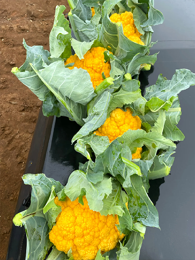 Cauliflower, Colourful Varieties