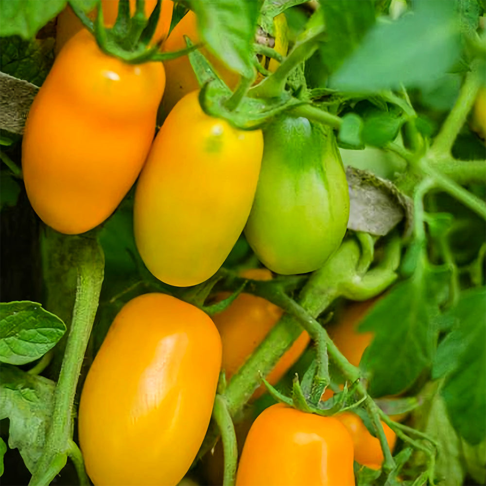 Sunshine Symphony: 5 Bags (200 Seeds/Bag) of 'Radiant Gold' Yellow Tomato Seeds