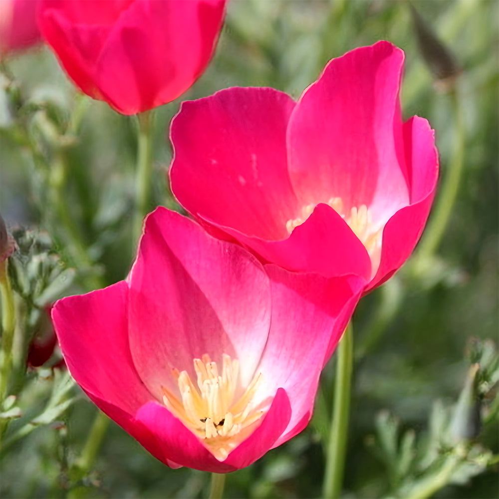 Bellfarm® Eschscholzia californica Seeds