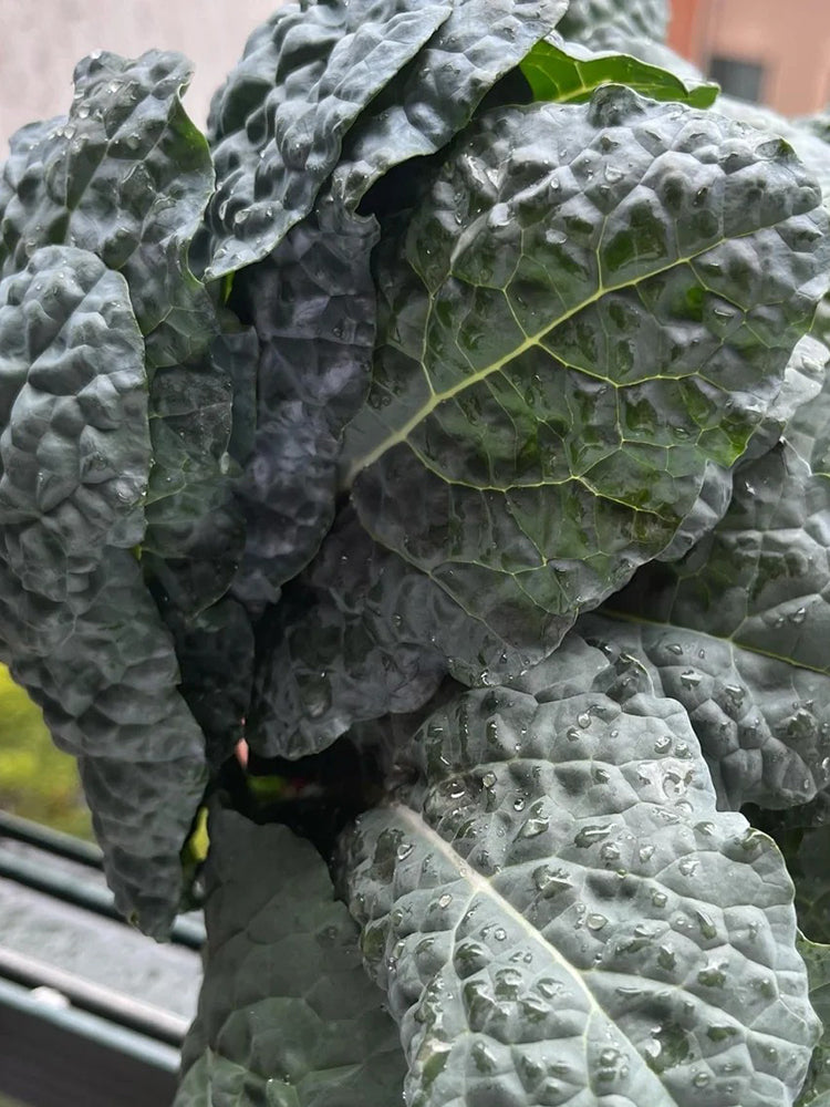 Dinosaur Kale